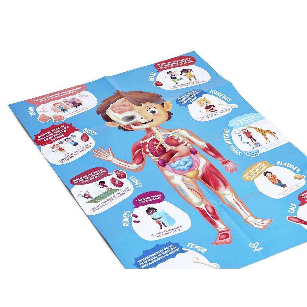 Hape Human Body Puzzle